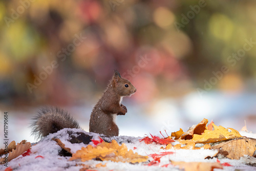 晩秋のエゾリス