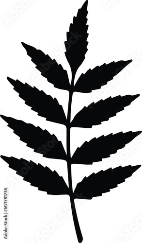 Vector Leaf of rowan silhouette design elements Illustrator