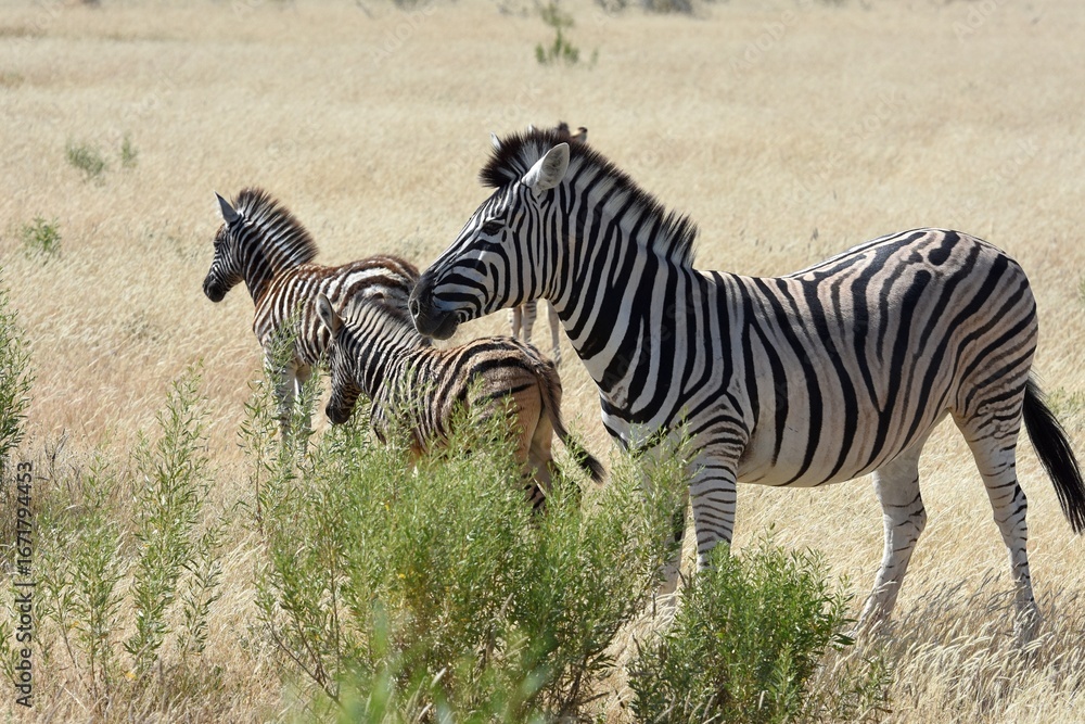 Naklejka premium Steppenzebras im Etosha Nationalpark in Namibia