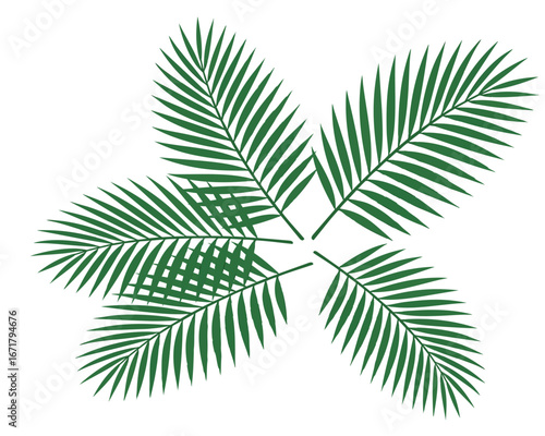 Green Palm leaves Vector