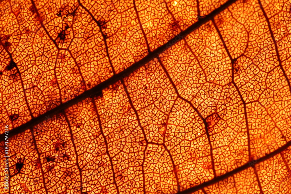 Obraz premium Orange leaf texture, extreme close up, flat material, dried leaf 