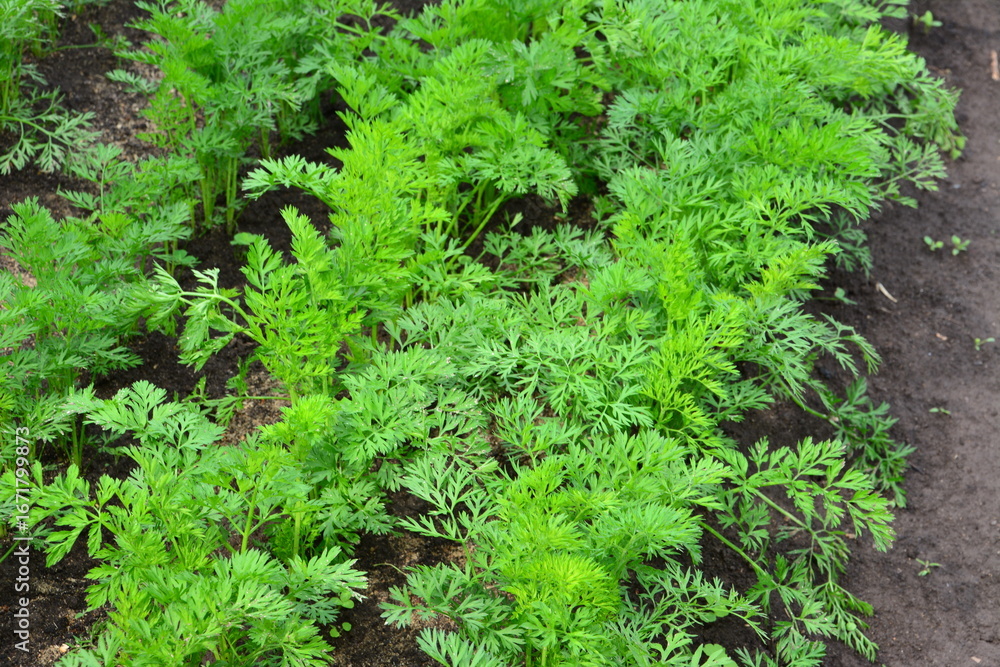 Fototapeta premium Fresh Green Carrot Tops Growing in Garden Soil organic farm