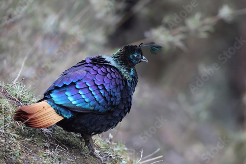 Photography The Himalayan monal (Lophophorus impejanus), also called Impeyan monal and Impeyan pheasant, is a pheasant native to Himalayan forests and shrublands This photo was taken in Northwest India