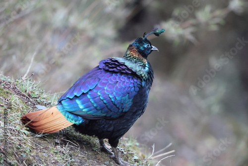 Photography The Himalayan monal (Lophophorus impejanus), also called Impeyan monal and Impeyan pheasant, is a pheasant native to Himalayan forests and shrublands This photo was taken in Northwest India