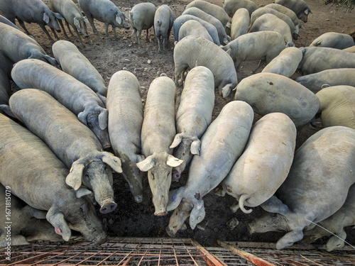 фотографія Herd of Iberian pigs in Extremadura gather around feeding trough