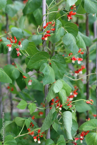 Foto Runner beans growing in a vegetable garden