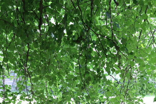 Underneath a tree canopy in a countryside meadow