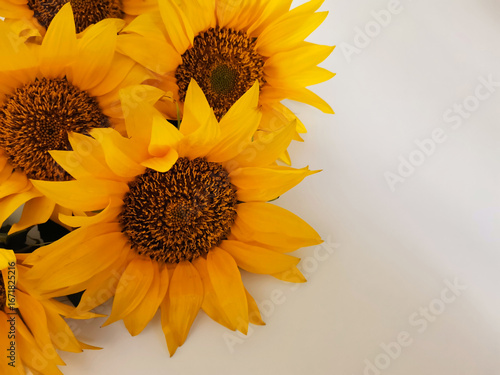 Yellow sunflowers on white background close-up with a copy space