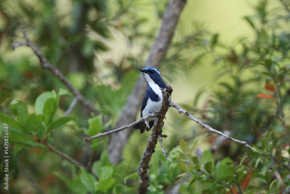Obraz premium Ultramarine flycatcher or the white-browed blue flycatcher (Ficedula superciliaris superciliaris) is a small arboreal Old World flycatcher in the Ficedula genus.This photo was taken in Northwest India