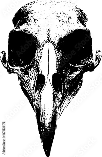 Grunge black and white vulture skull design for urban art and posters