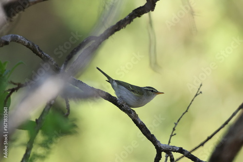 Photography Blyth's leaf warbler (Phylloscopus reguloides) is a species of leaf warbler (family Phylloscopidae)