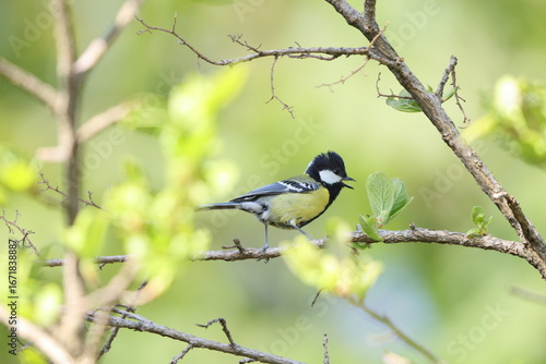 Photography The green-backed tit (Parus monticolus) is a species of bird in the family Paridae