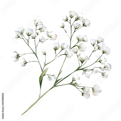 A high-quality watercolor illustration of baby's breath flower, and fine brush details, painting set in watercolor style, plant set, EPS format, hand-drawn and isolated on a white background