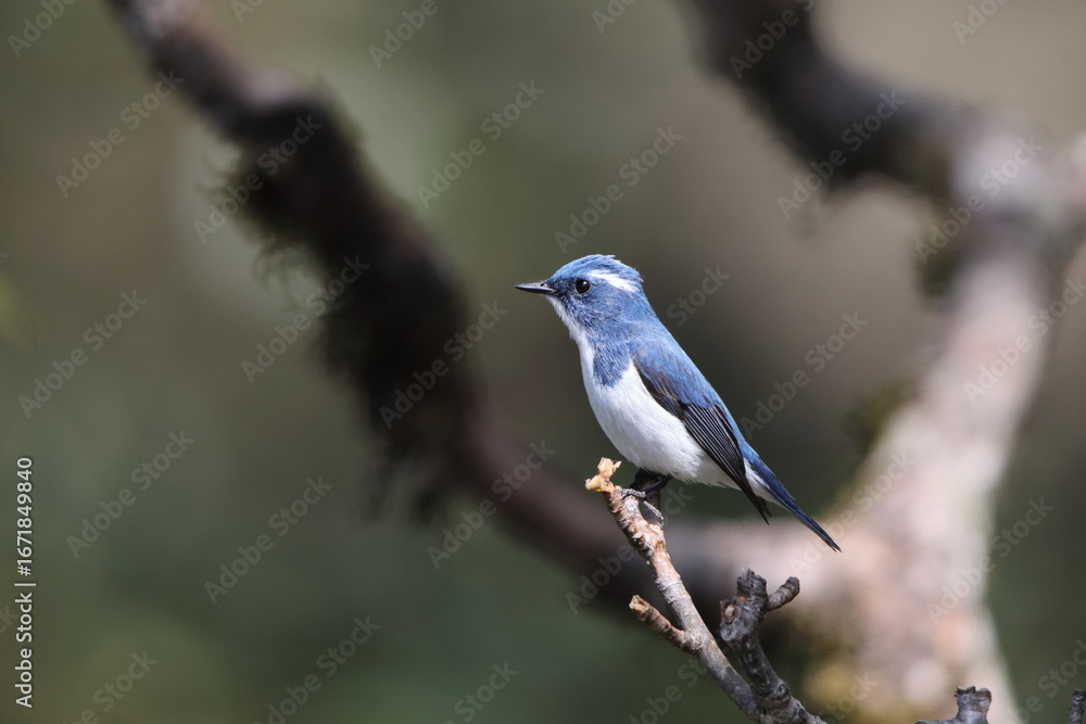 Obraz premium Ultramarine flycatcher or the white-browed blue flycatcher (Ficedula superciliaris superciliaris) is a small arboreal Old World flycatcher in the Ficedula genus.This photo was taken in Northwest India
