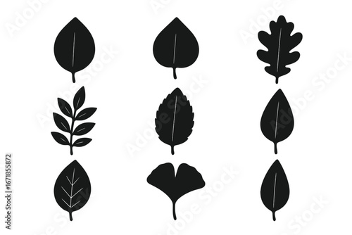 Leaf silhouette icon set. Black leaves collection for logo design. Natural botanical shapes for eco themes. Vector plant and tree foliage elements. Oak and ginkgo leaves.