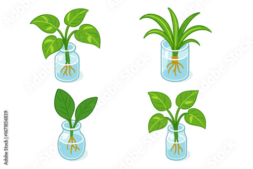Houseplant propagation vector icon set. Plant cuttings rooting in water. Pothos, spider plant seedlings growing new roots in glass jars. Isometric flat cartoon illustration.