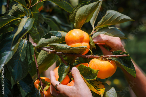 Persimmon tree fresh fruit that is ripened is hanging on the branches in the plant garden is juicy fruit and ripe fruit with persimmon trees.