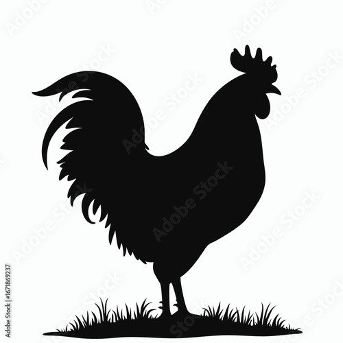Black silhouette of a rooster standing on grass white background 4