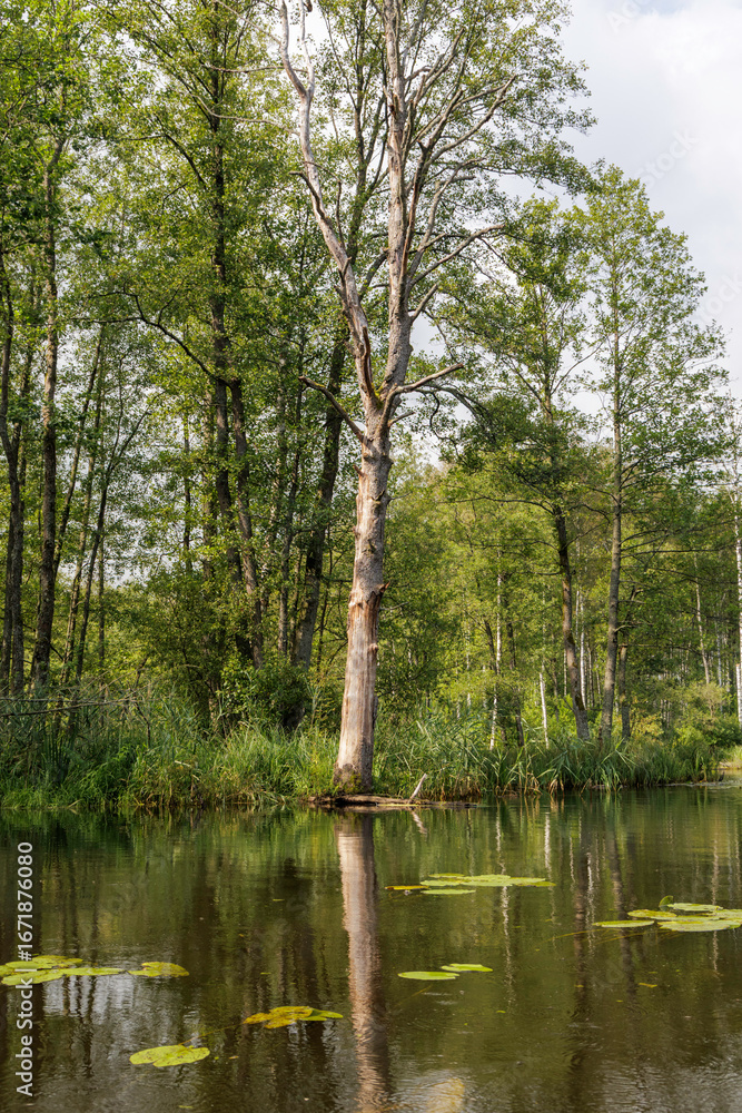Obraz premium Dead Tree in a Forest River