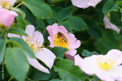 A bee collects nectar from a flowering rosehip. Spring.