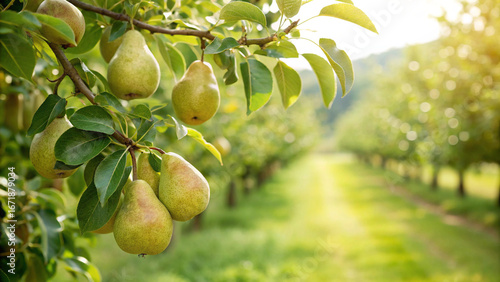 Obraz na plátně Pears on tree branch in garden, Pear hanging tree in natural warm sunlight backg