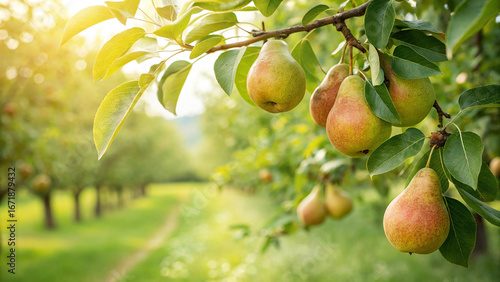 Photos Pear hanging tree in garden, Pear tree in natural warm sunlight background