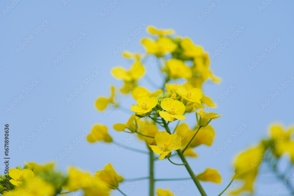 Obraz premium Yellow Canola Flowers in Full Bloom against Blue Sky in Spring