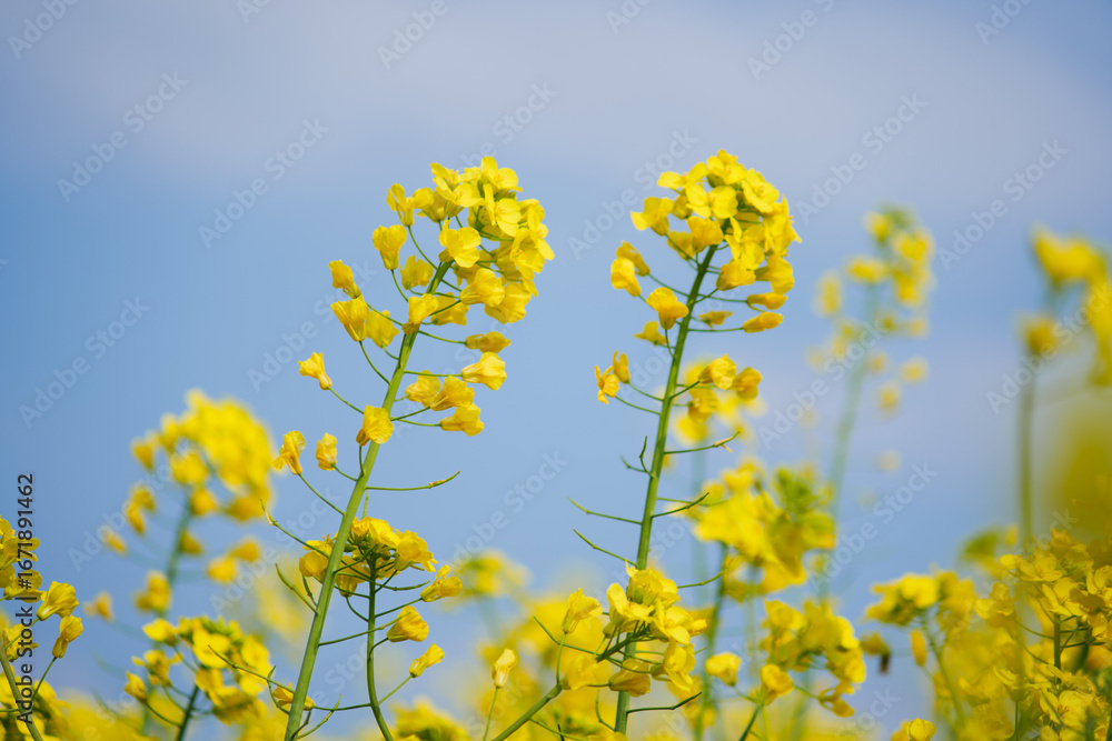 Yellow Canola Flowers in Full Bloom against Blue Sky in Spring
