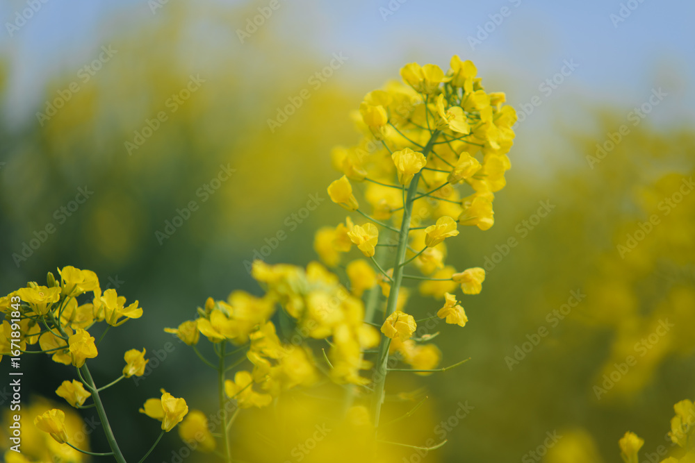 Fototapeta premium Yellow Canola Flowers Blooming in Spring