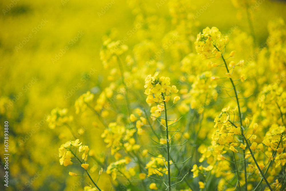 Fototapeta premium Golden Canola Fields in Full Bloom