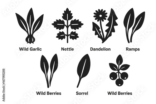 Wild edible plants icons set. Solid silhouette vector symbols of wild garlic, nettle, dandelion, ramps, sorrel, wild berries. Foraging, nature food, botanical illustrations, transparent background.