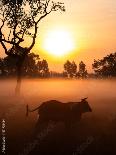 Morning Piss: Buffalo Silhouette Amidst Fog and Sunrise