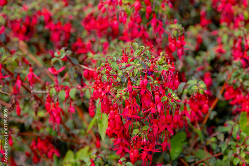 Selective focus of Fuchsia magellanica, Purple red flowers in the garden, Hummingbird fuchsia or hardy fuchsia is a species of flowering plant in the family Evening Primrose family, Floral background.