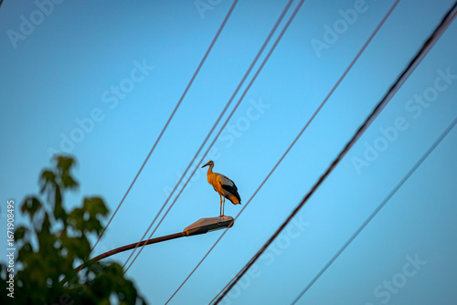 Stork standing on traffic street lamp