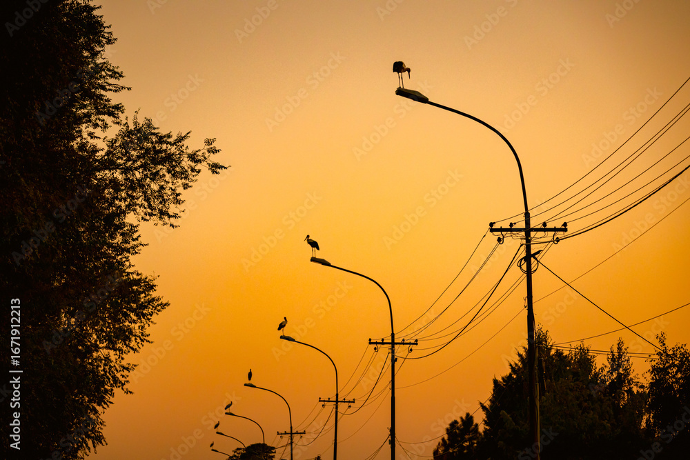 Obraz premium Several storks are standing on traffic street lamps