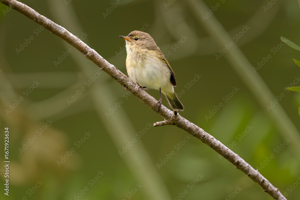 Obraz premium Chiffchaff perched on a branch, close up, united kingdom, summer time