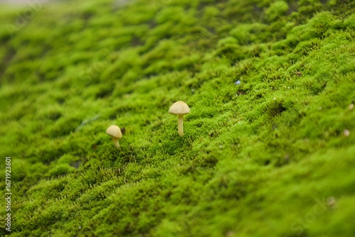 mushroom on moss
