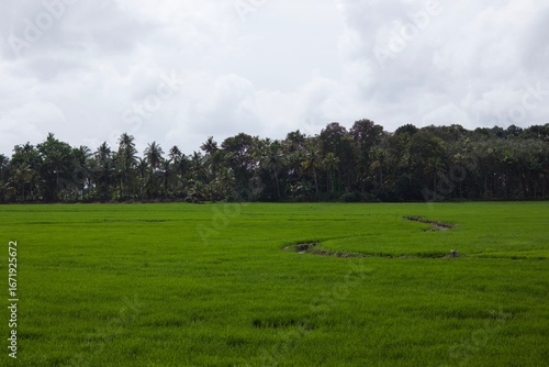 landscape of paddy field