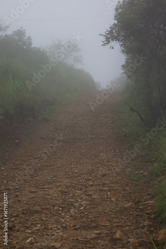 foggy morning in the forest