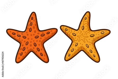 Two starfish on white background showcasing unique marine patterns and textures, cartoon vector illustration for ocean life, marine study, underwater creatures, sea animals