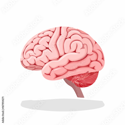 Detailed Illustration of a Pink Human Brain Showing Cerebrum and Cerebellum