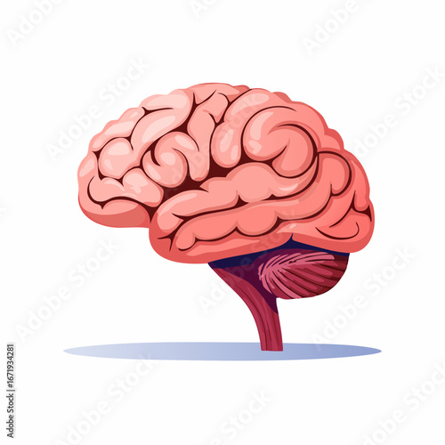 Illustration of a human brain, showing lobes and anatomical details.