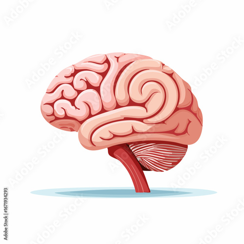 Illustration of the human brain showcasing the frontal lobe, brainstem, cerebrum, and anatomical components