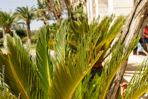 Vibrant image of cycad palm...