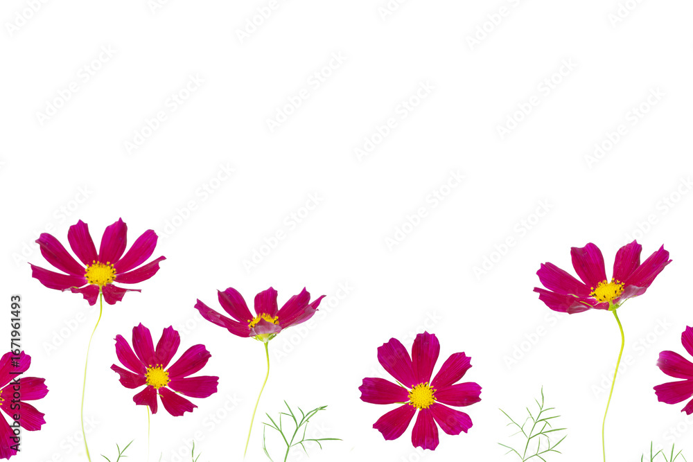 Naklejka premium Collage. Floral natural composition of autumn flowers cosmos on a light background. For design.