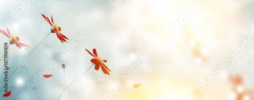 Beautiful cosmos flowers in garden. blue sky. landscape. nature