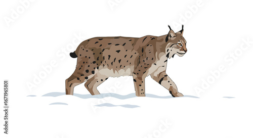 Lynx Walking in Snow