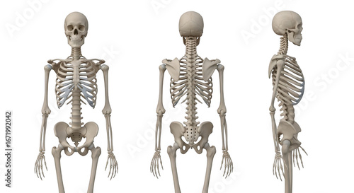 Human skeleton viewed from different angles isolated on transparent background