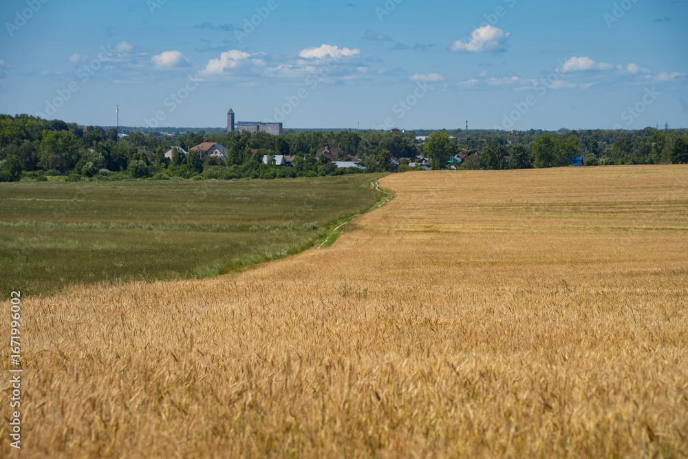 Fototapeta premium dirt road in a field with grain crops leading to the village
