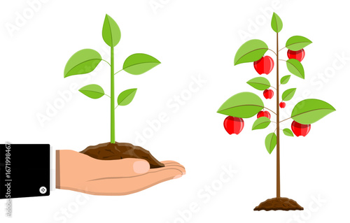 Man hand holding seedling. New plant growth in soil. Business investment and success concept. Agriculture and economy illustration.